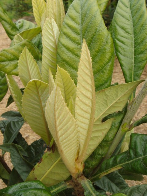 Eriobotrya japonica jeune feuille